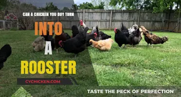 Can Store-Bought Chickens Transform into Roosters? Unraveling the Myth