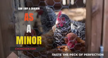 Buying Chickens as a Minor: Legalities, Responsibilities, and Getting Started