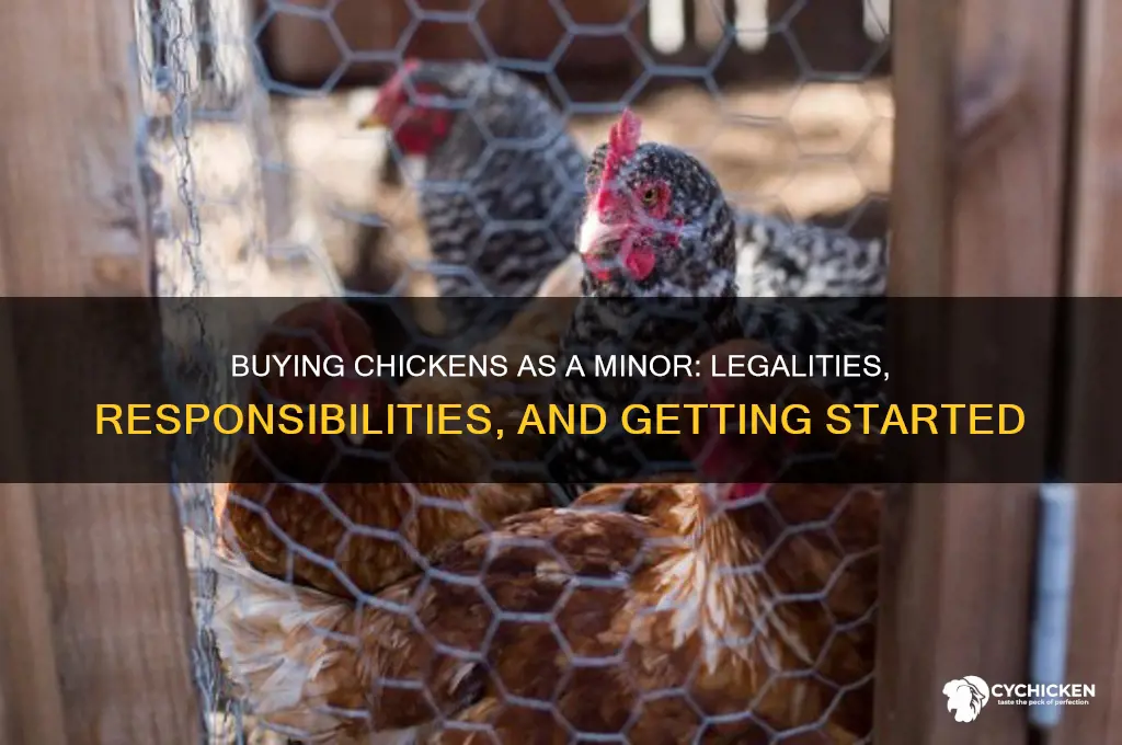 can i buy a chicken as a minor