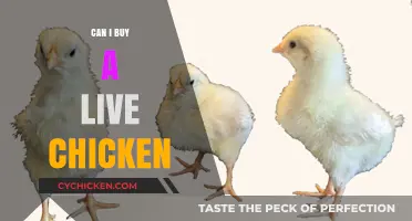 Where to Buy Live Chickens: A Guide for New Owners