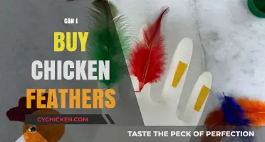 Where to Buy Chicken Feathers: A Comprehensive Guide for Crafters