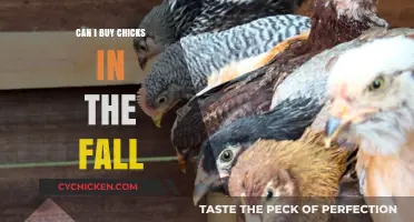 Buying Chicks in Fall: Tips for Successful Autumn Poultry Raising