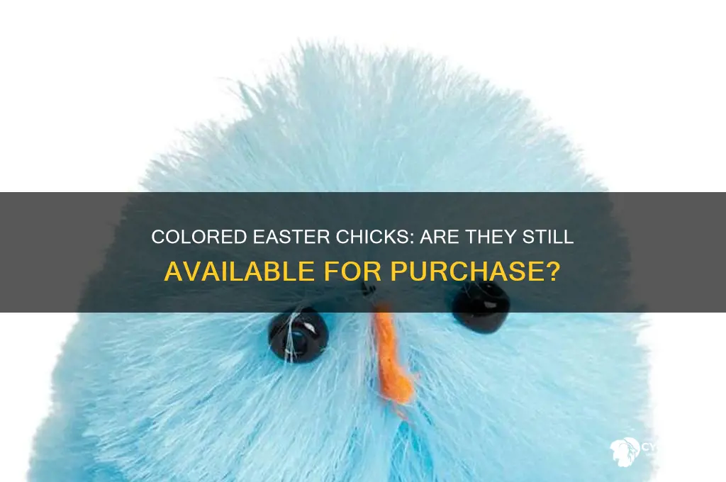can i buy colored chicks anymore for easter