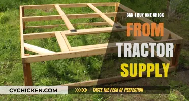 Buying a Single Chick from Tractor Supply: What You Need to Know