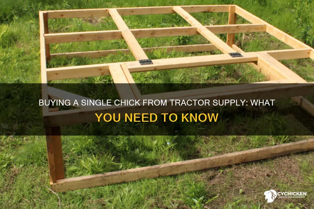 can i buy one chick from tractor supply