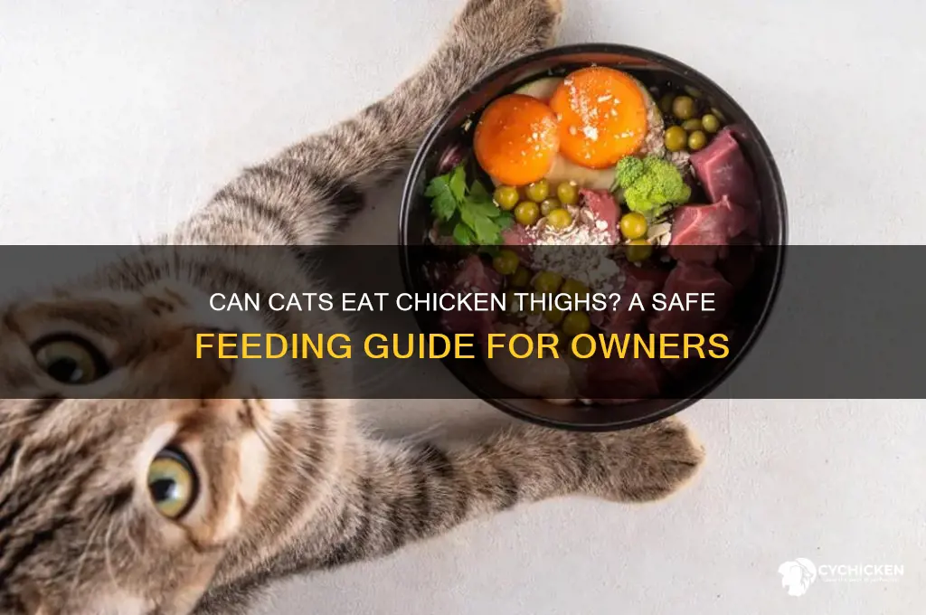 can i feed my cat chicken thighs