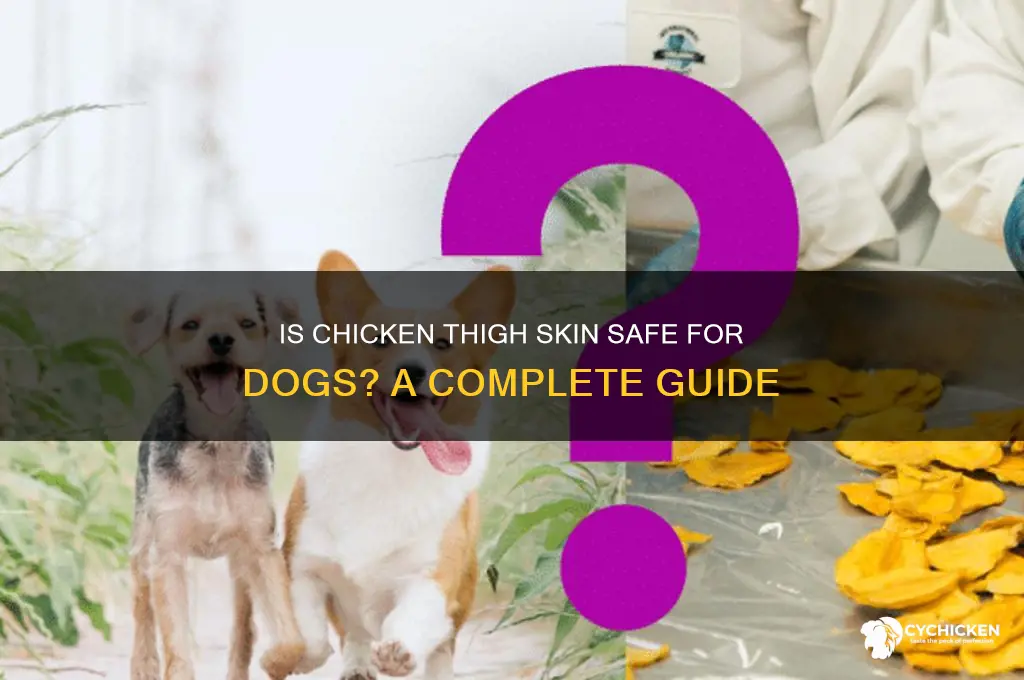 can i feed my dog chicken thigh skin