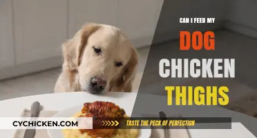 Can Dogs Eat Chicken Thighs? A Safe Feeding Guide