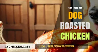 Can Dogs Eat Roasted Chicken? A Safe Feeding Guide