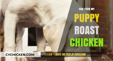 Is Roast Chicken Safe for Puppies? A Complete Feeding Guide