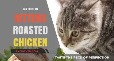 Is Roasted Chicken Safe for Kittens? A Feeding Guide