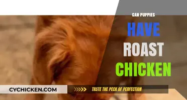 Can Puppies Eat Roast Chicken? A Safe Feeding Guide