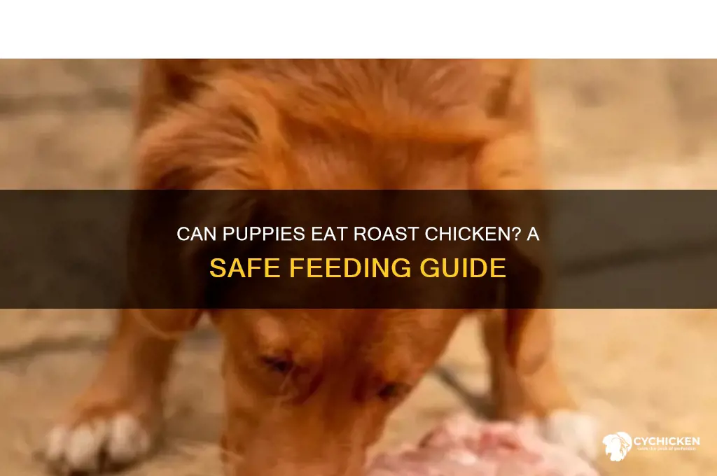 can puppies have roast chicken