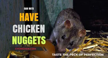 Can Rats Eat Chicken Nuggets? A Safe Diet Guide for Pet Owners