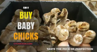 Where to Buy Baby Chicks: A Beginner's Guide to Raising Poultry