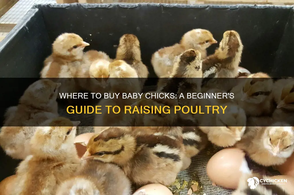 can u buy baby chicks