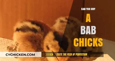 Where to Buy Baby Chicks: A Beginner's Guide to Raising Poultry