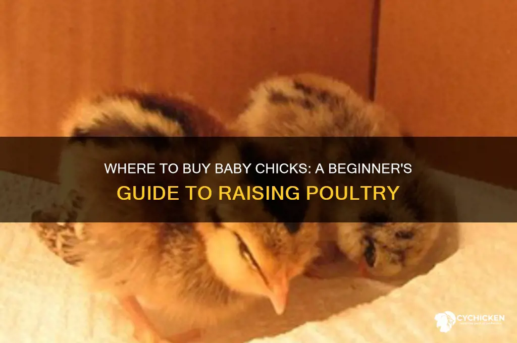 can you buy a bab chicks