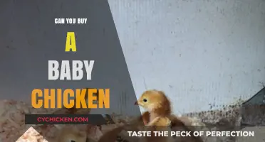 Where to Buy Baby Chickens: A Beginner's Guide to Raising Chicks