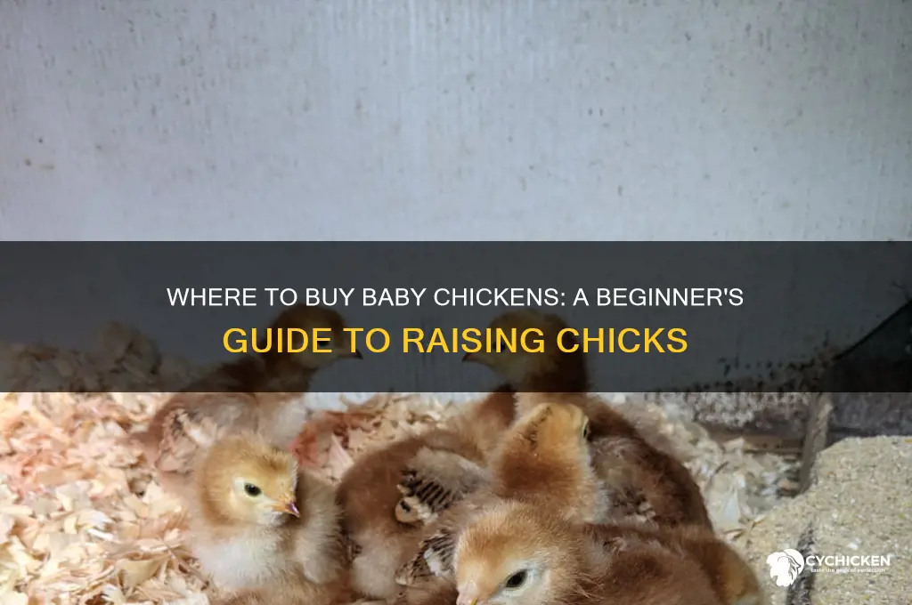 can you buy a baby chicken