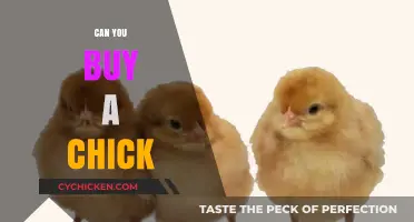 Buying Chicks: A Guide to Purchasing and Caring for Baby Chickens