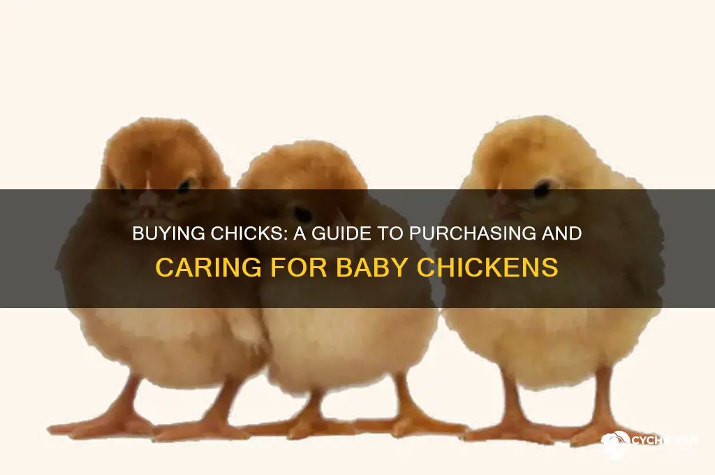 can you buy a chick