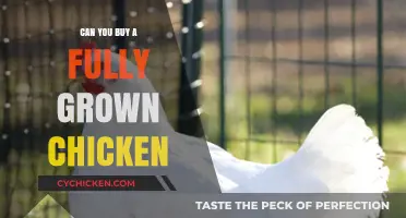 Buying Fully Grown Chickens: What You Need to Know