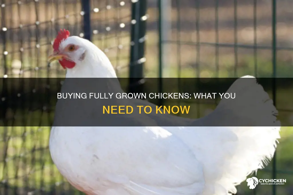 can you buy a fully grown chicken