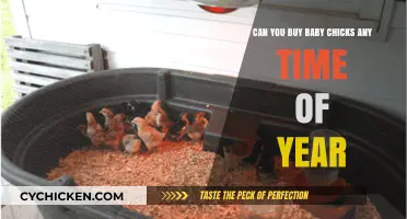 Buying Baby Chicks Year-Round: Availability and Best Practices Explained