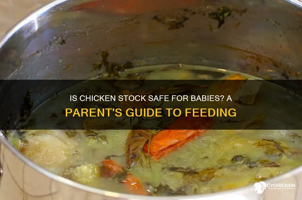 can you buy chicken stock for babies