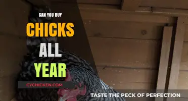 Buying Chicks Year-Round: Availability, Tips, and Best Practices