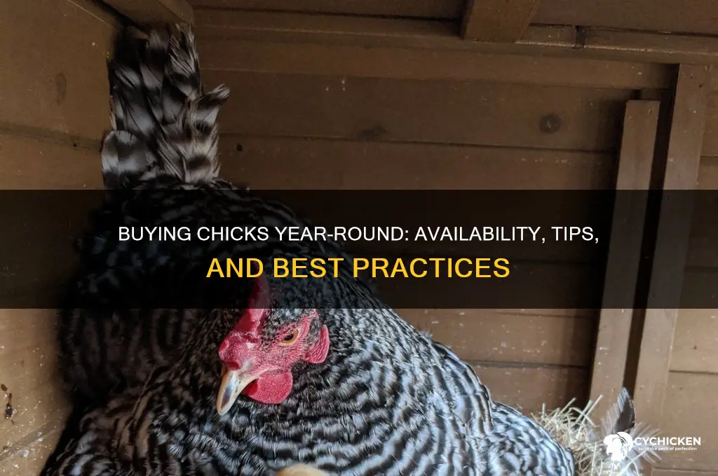 can you buy chicks all year