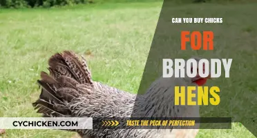 Adding Chicks to Broody Hens: A Guide to Buying and Introducing