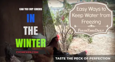 Buying Chicks in Winter: Tips for Cold-Weather Poultry Care