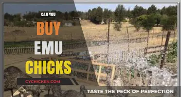 Where to Buy Emu Chicks: A Beginner's Guide to Ownership