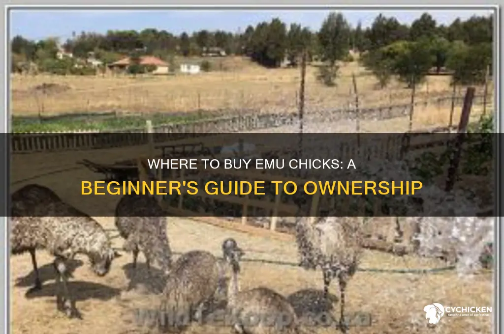 can you buy emu chicks