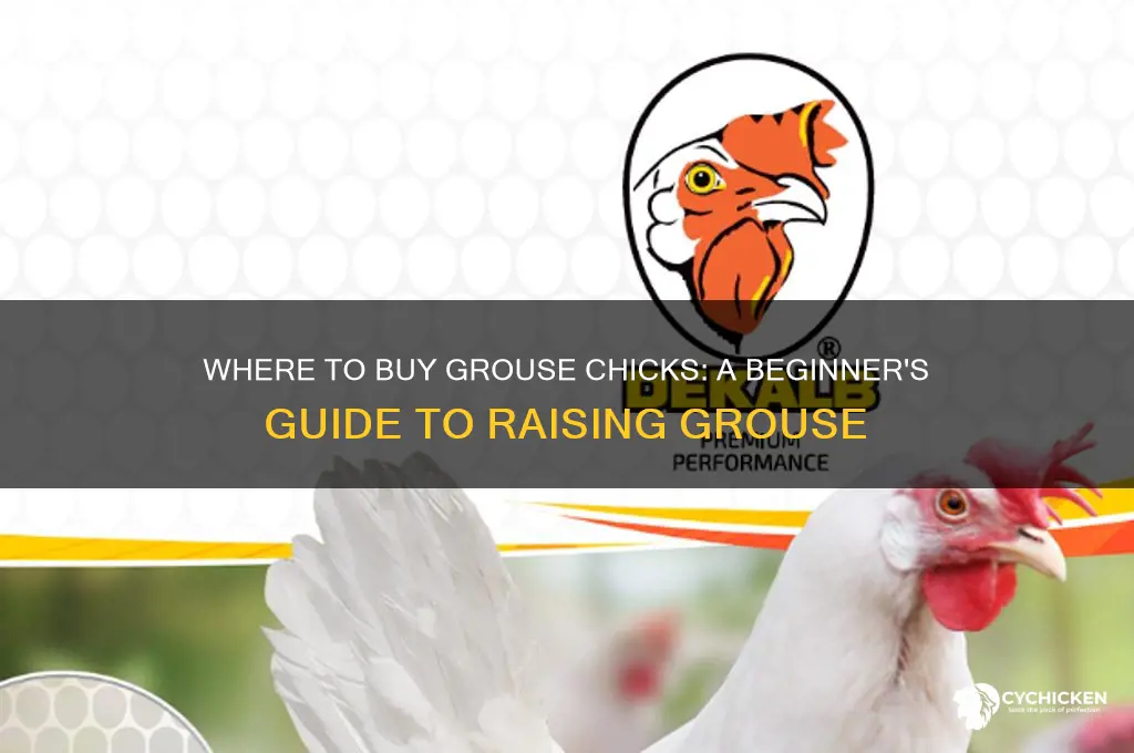 can you buy grouse chicks