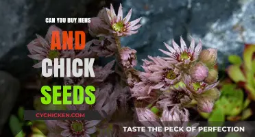 Where to Buy Hens and Chicks Seeds for Your Garden