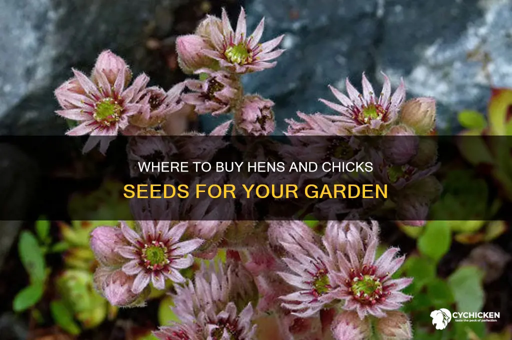 can you buy hens and chick seeds