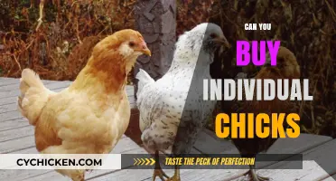 Buying Individual Chicks: What You Need to Know Before Purchasing
