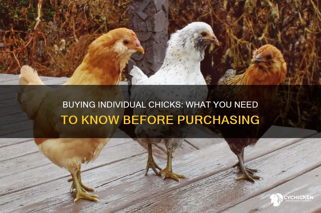 can you buy individual chicks