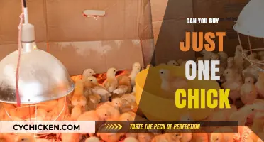 Buying a Single Chick: What You Need to Know Before You Do