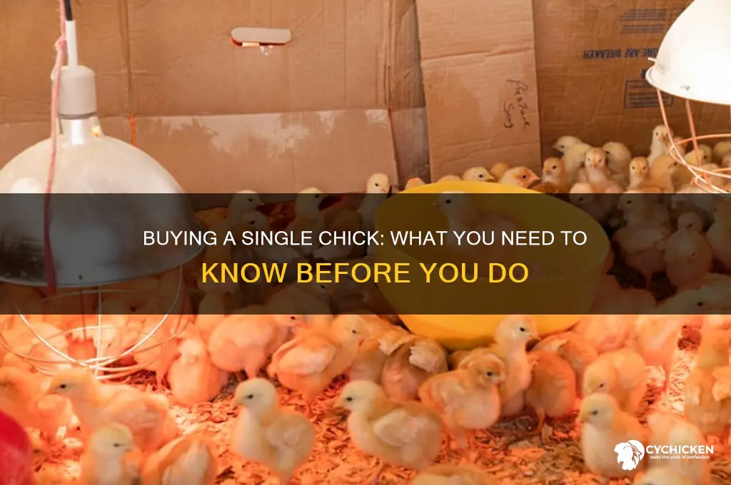 can you buy just one chick