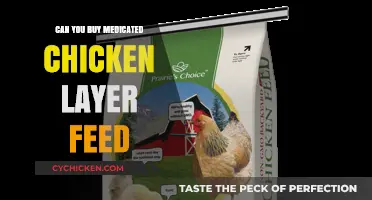Where to Buy Medicated Chicken Layer Feed: A Comprehensive Guide