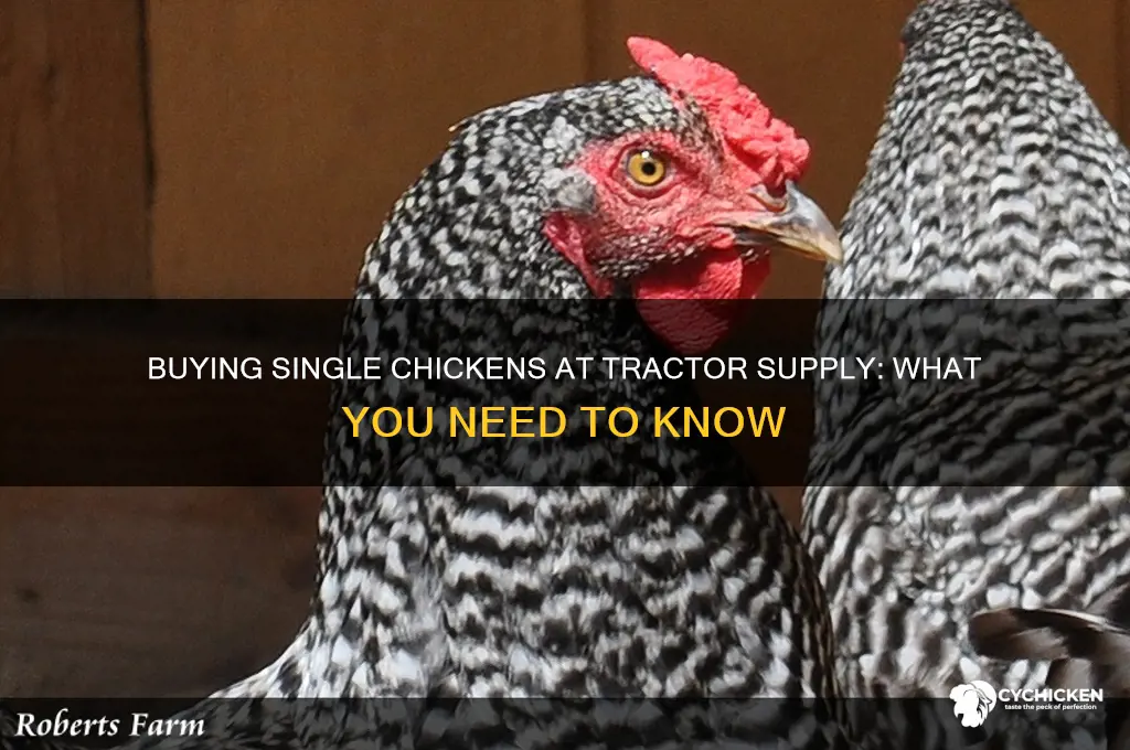 can you buy one chicken at tractor supply