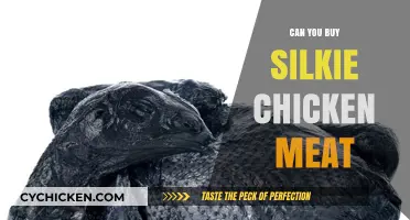 Where to Find Silkie Chicken Meat: A Buyer's Guide