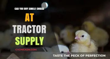 Buying Single Chicks at Tractor Supply: What You Need to Know