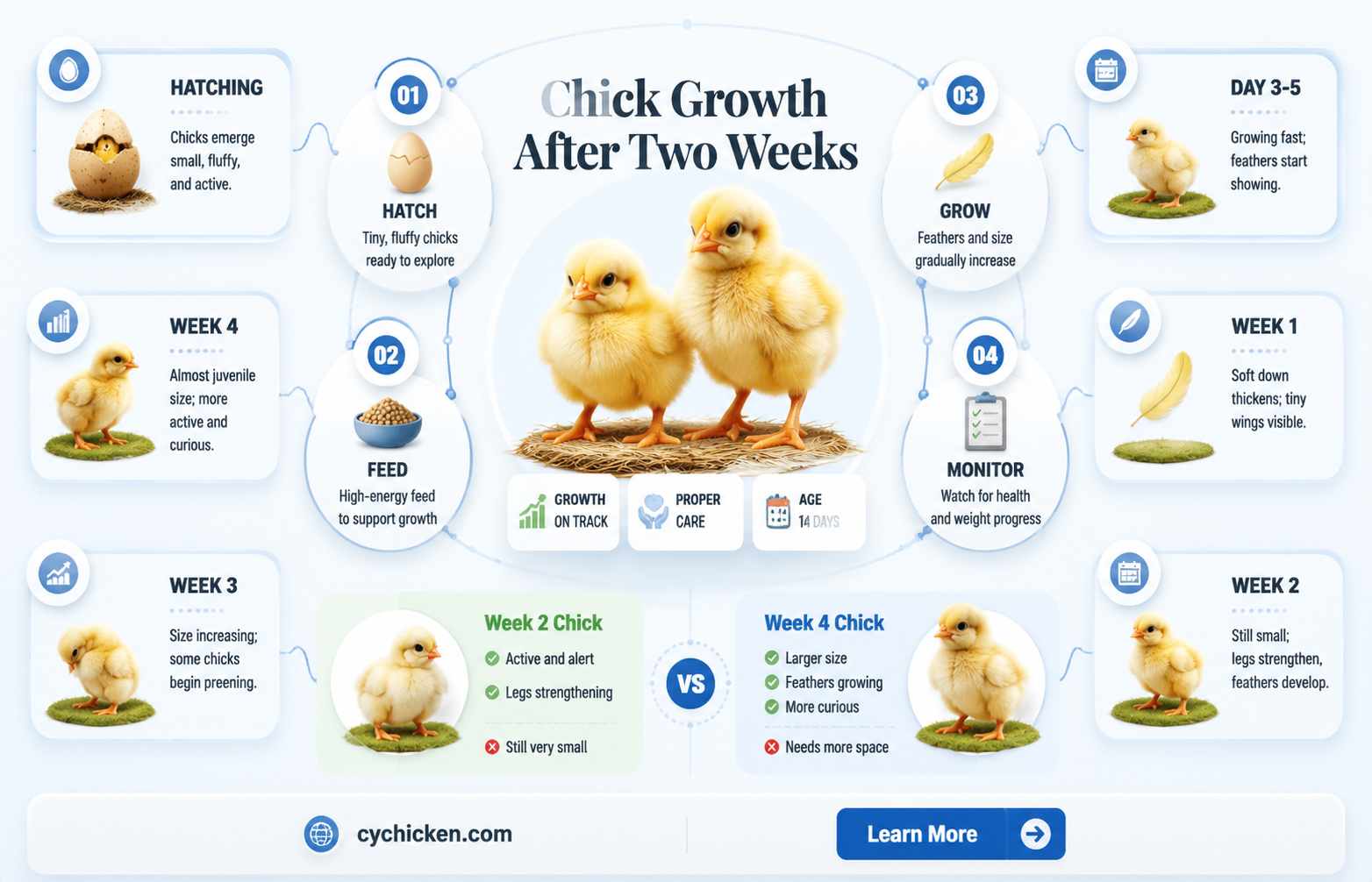 are chicks still small for 2 weeks