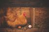 chicken buy