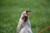 chicken buy